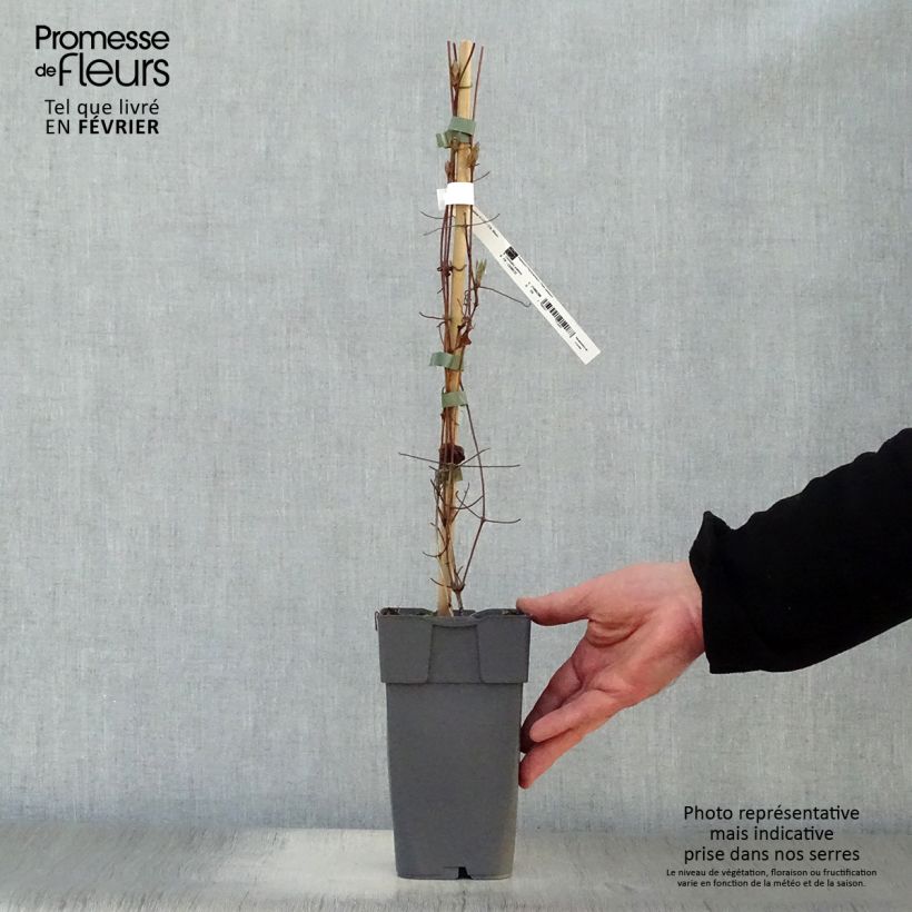 Exemplar von Waldrebe Delphine - Clematis Topf mit 2L/3L wie im Winter geliefert