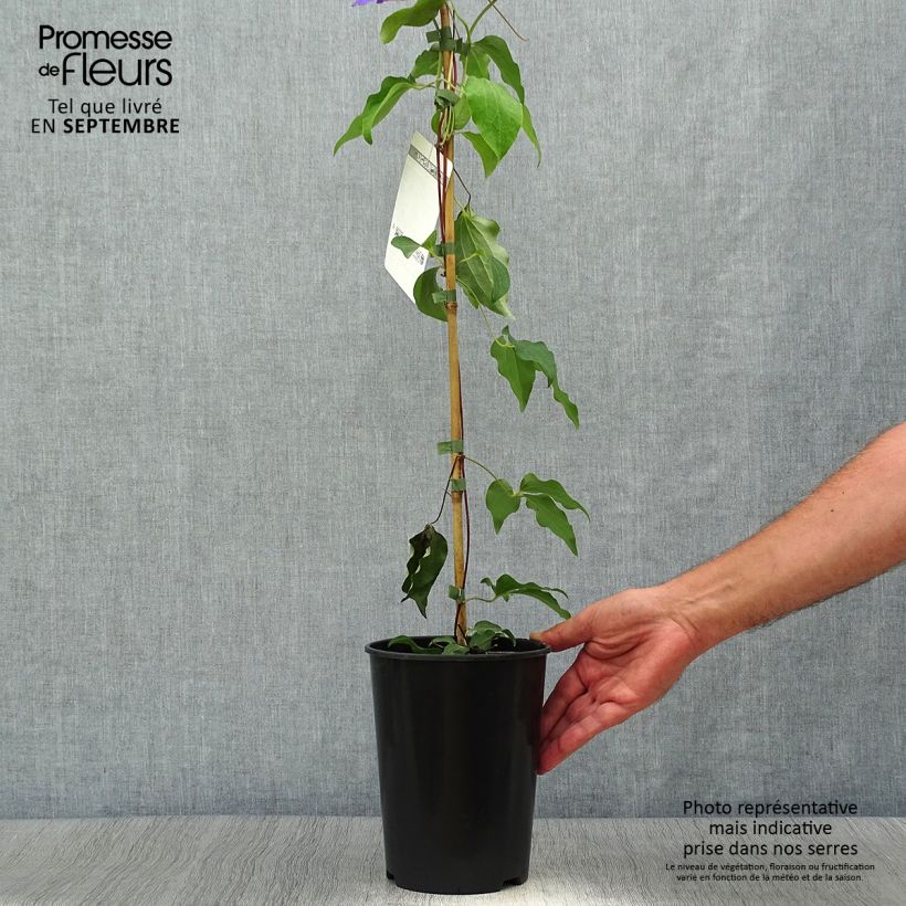 Exemplar von Waldrebe Etoile de Malicorne - Clematis Topf mit 2L/3L wie im Herbst geliefert