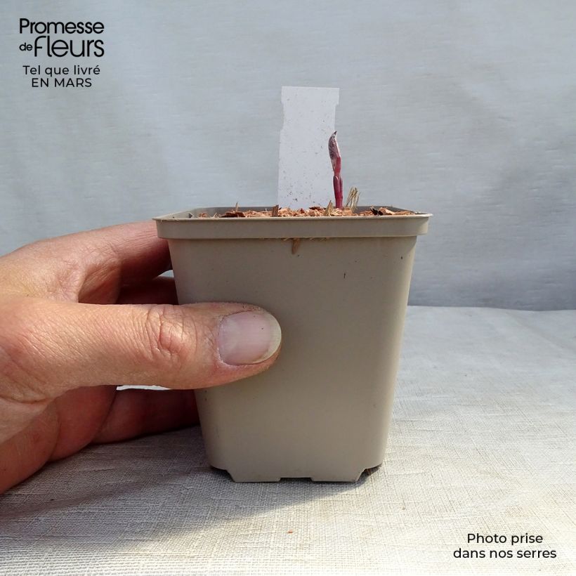 Exemplar von Clematis recta Purpurea - Waldrebe Kleine Töpfe von 8/9 cm wie im Winter geliefert