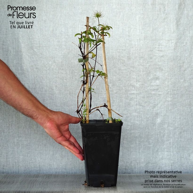 Exemplar von Waldrebe Honora - Clematis Topf mit 1,5L/2L wie im Sommer geliefert