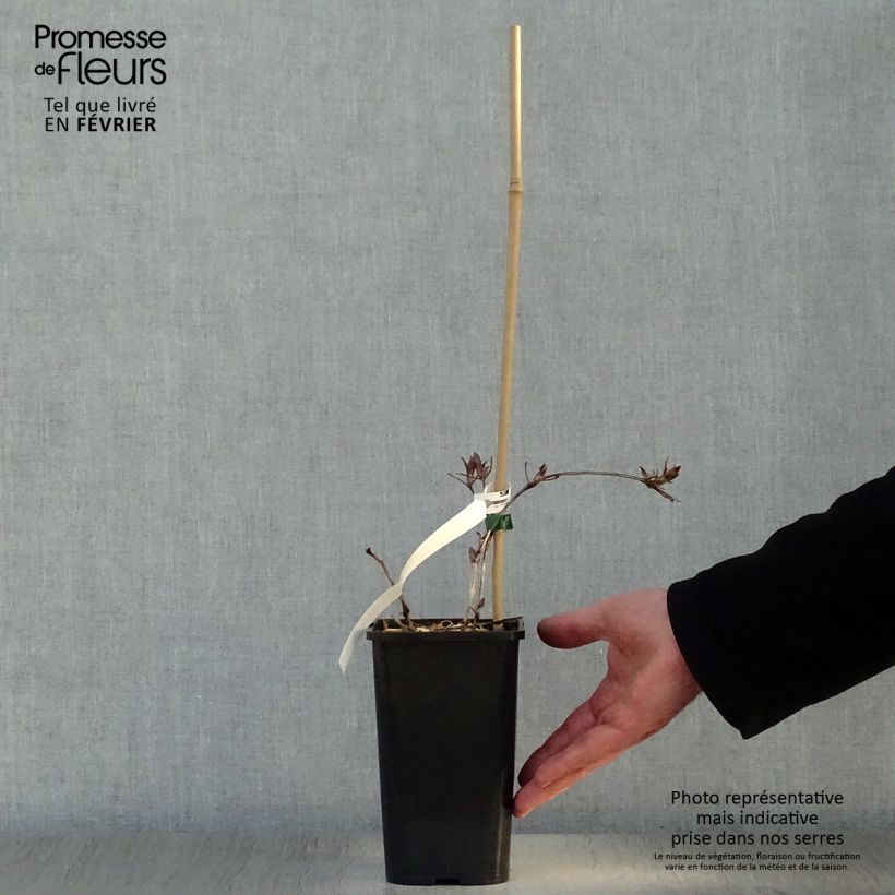 Exemplar von Waldrebe Honora - Clematis Topf mit 1,5L/2L wie im Winter geliefert