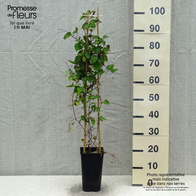 Exemplar von Waldrebe Pink Celebration - Clematis Topf mit 2L/3L wie im Frühjahr geliefert