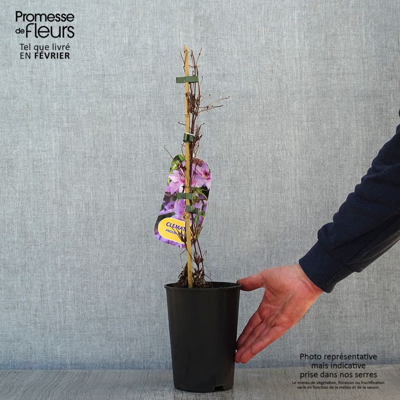 Exemplar von Waldrebe Proud Mary - Clematis Topf mit 2L/3L wie im Winter geliefert