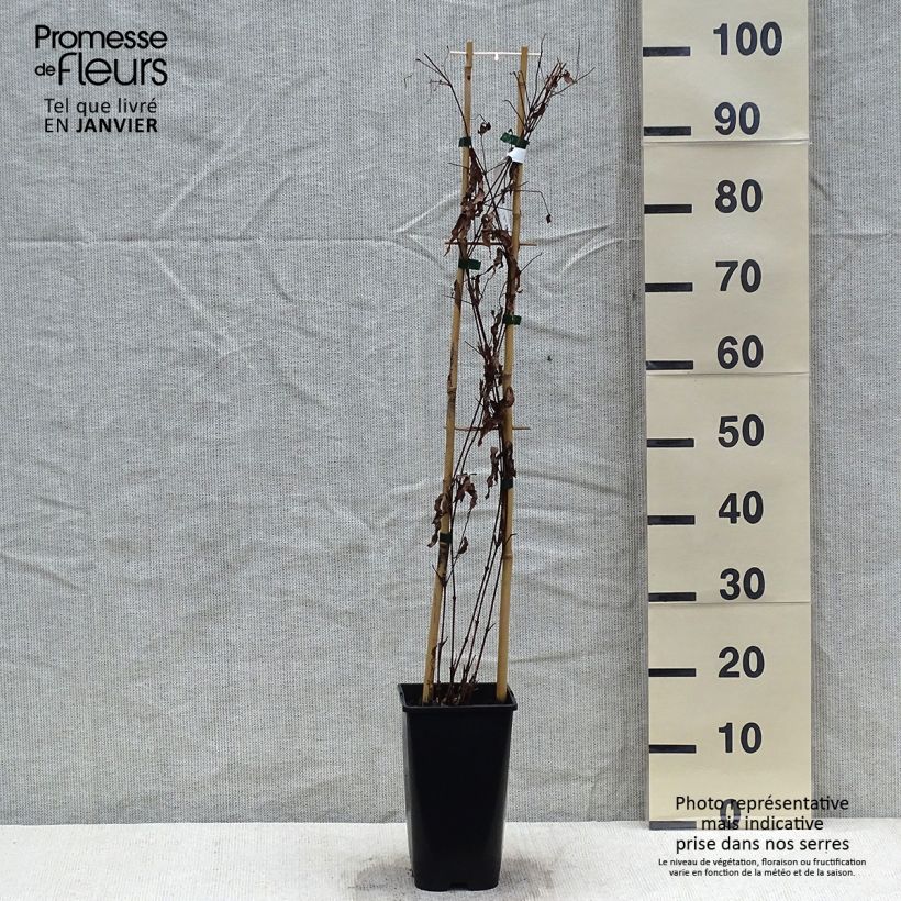 Exemplar von Waldrebe Saphyra Violetta - Clematis Topf mit 2L/3L wie im Winter geliefert