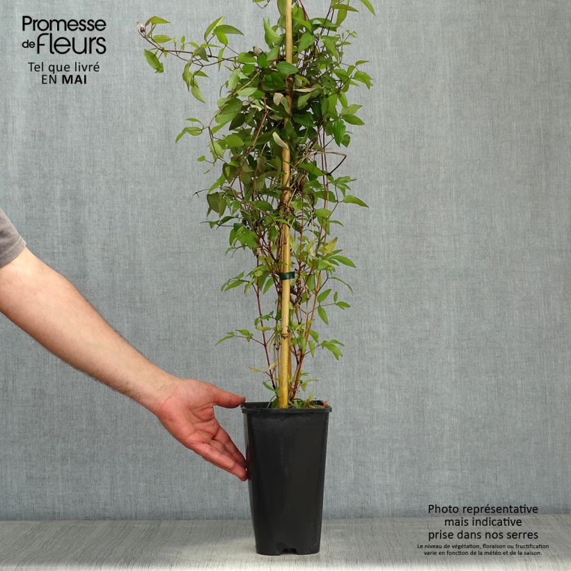 Exemplar von Waldrebe Saphyra Violetta - Clematis Topf mit 2L/3L wie im Frühjahr geliefert