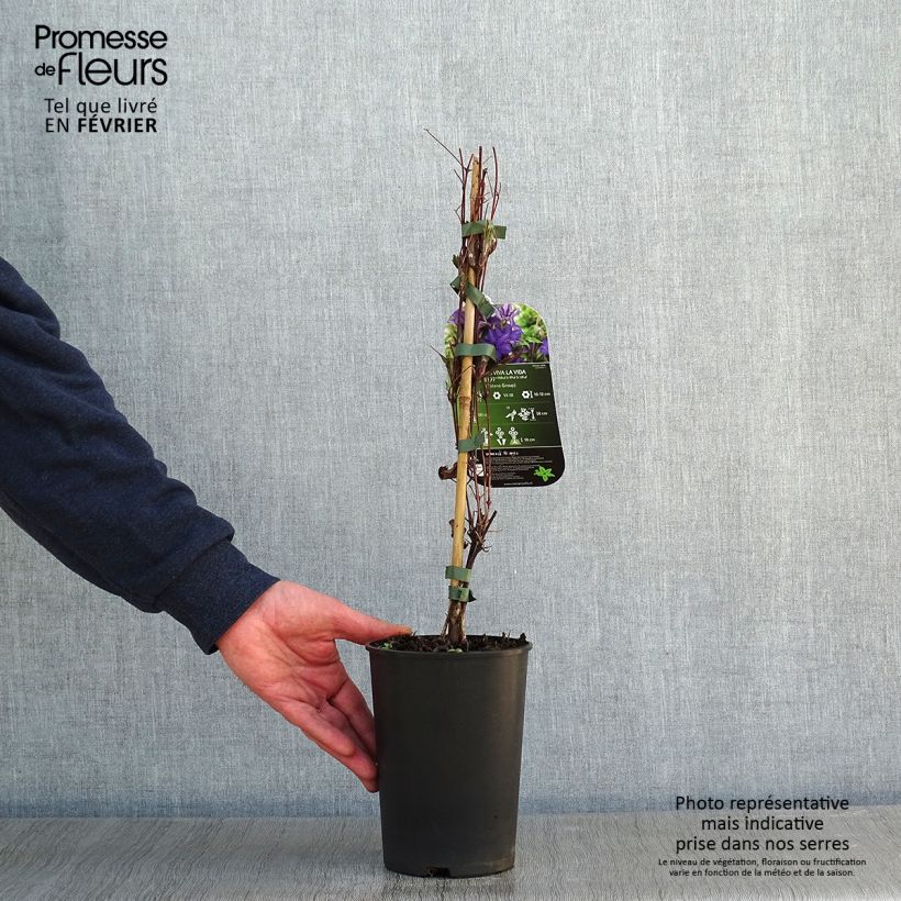 Exemplar von Waldrebe Viva la Vida - Clematis Topf mit 2L/3L wie im Winter geliefert