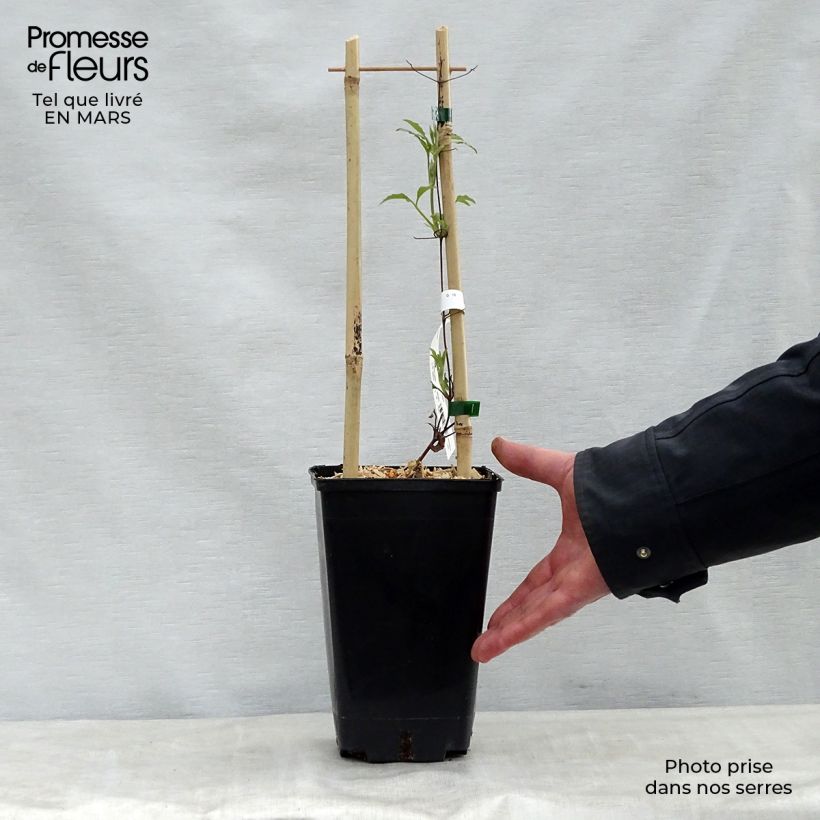 Exemplar von Waldrebe Wildfire - Clematis Topf mit 1,5L/2L wie im Frühjahr geliefert