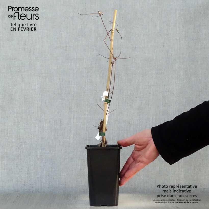 Exemplar von Waldrebe Wildfire - Clematis Topf mit 1,5L/2L wie im Winter geliefert