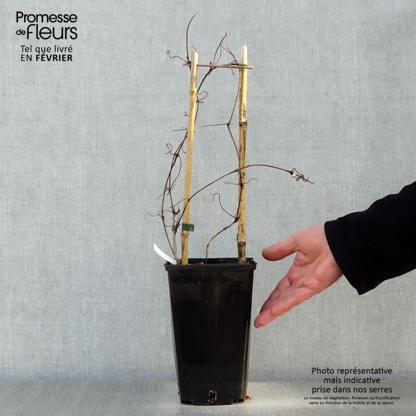 Exemplar von Waldrebe Xerxes - Clematis Topf mit 2L/3L wie im Winter geliefert