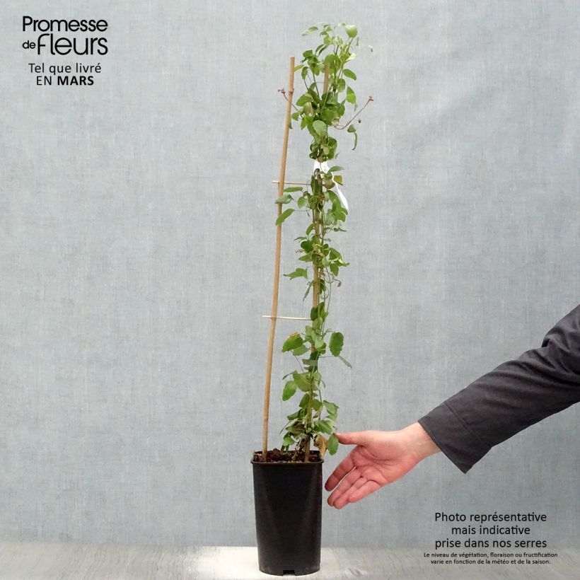 Exemplar von Clematis cirrhosa Wisley Cream - Waldrebe Topf mit 2L/3L wie im Frühjahr geliefert