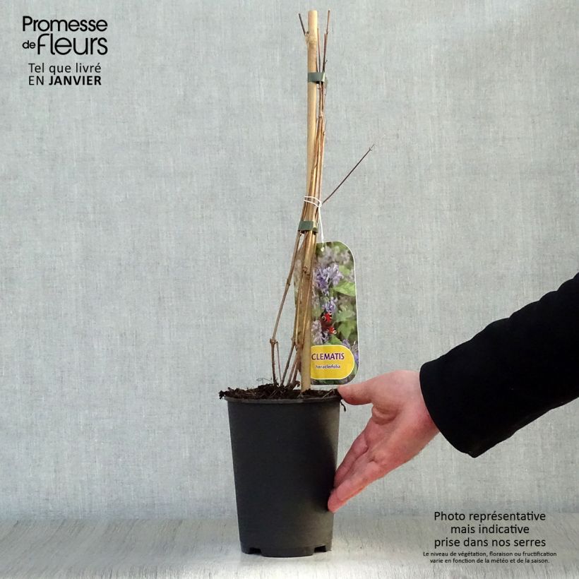 Exemplar von Clematis heracleifolia - Stauden-Waldrebe Topf mit 2L/3L wie im Winter geliefert