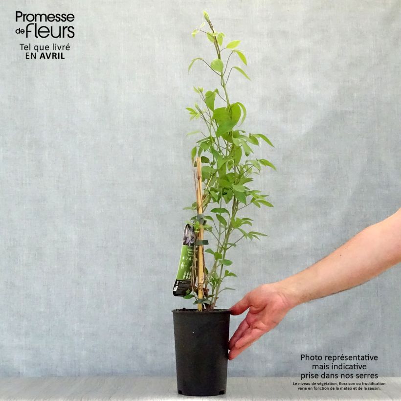 Exemplar von Clematis integrifolia Blue River - Stauden-Waldrebe Topf mit 2L/3L wie im Frühjahr geliefert