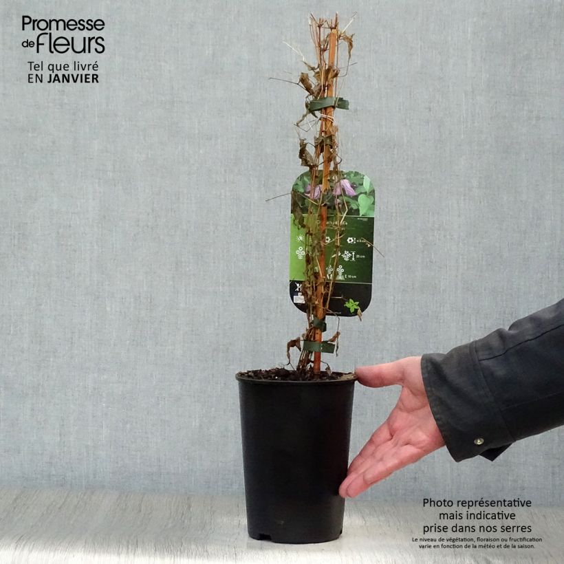 Exemplar von Clematis viticella - Waldrebe Topf mit 1,5L/2L wie im Winter geliefert