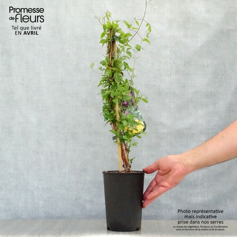 Exemplar von Clematis viticella - Waldrebe Topf mit 1,5L/2L wie im Frühjahr geliefert