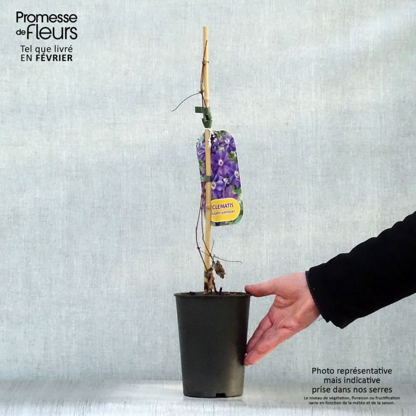 Exemplar von Waldrebe Happy Birthday (Jewel of Merk) - Clematis Topf mit 1,5L/2L wie im Winter geliefert