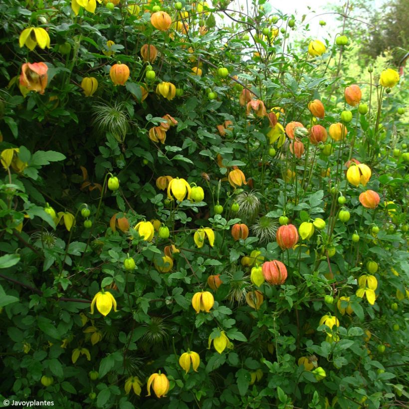 Clematis tangutica Red Ballon - Gold-Waldrebe (Hafen)