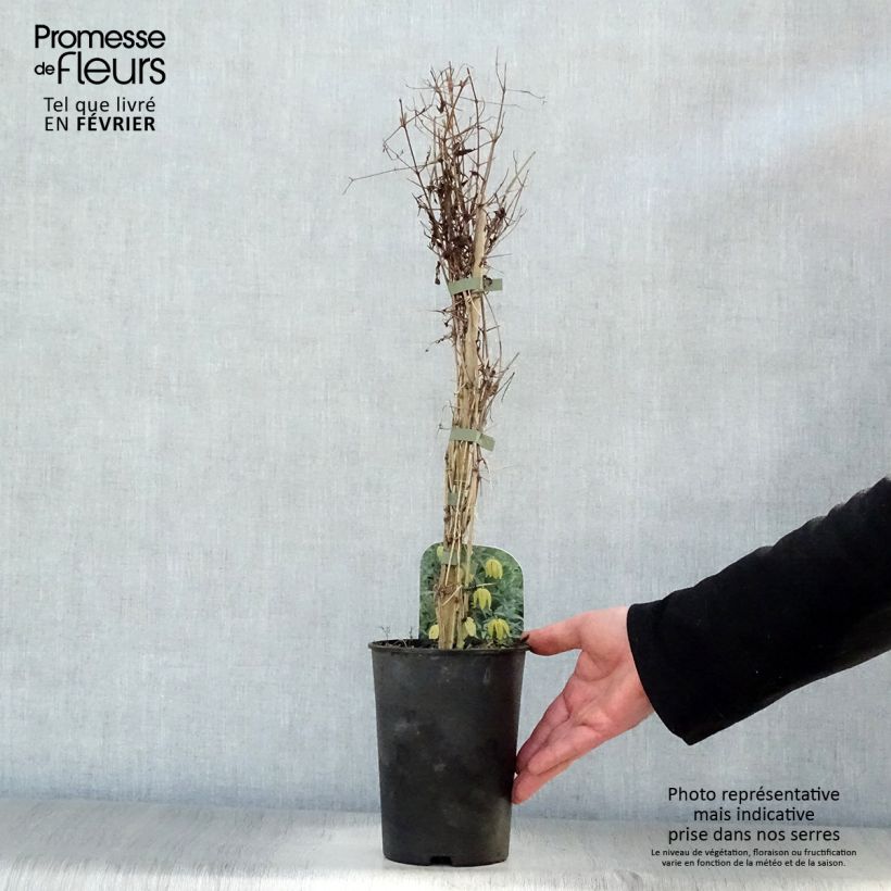 Exemplar von Clematis tibetana subsp. tangutica - Waldrebe Topf mit 1,5L/2L wie im Winter geliefert