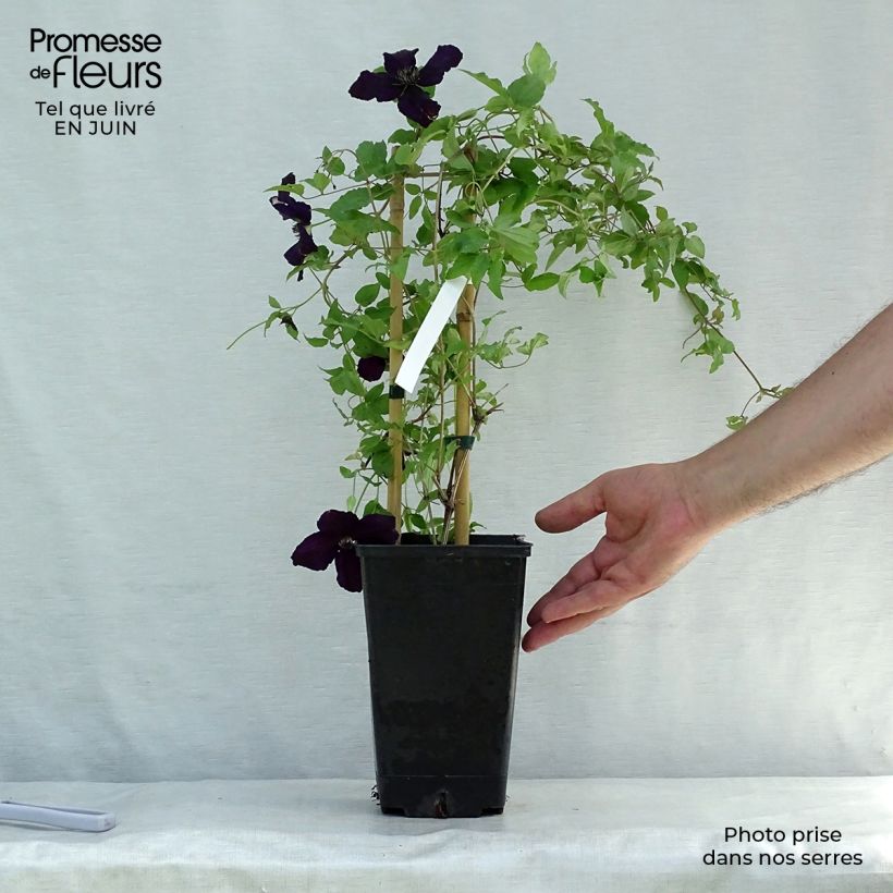 Exemplar von Clematis viticella Dark Eyes - Waldrebe Topf mit 1,5L/2L wie im Sommer geliefert