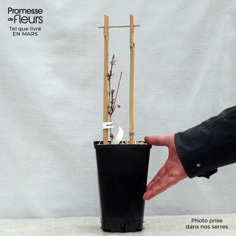 Exemplar von Clematis viticella Dark Eyes - Waldrebe Topf mit 1,5L/2L wie im Frühjahr geliefert