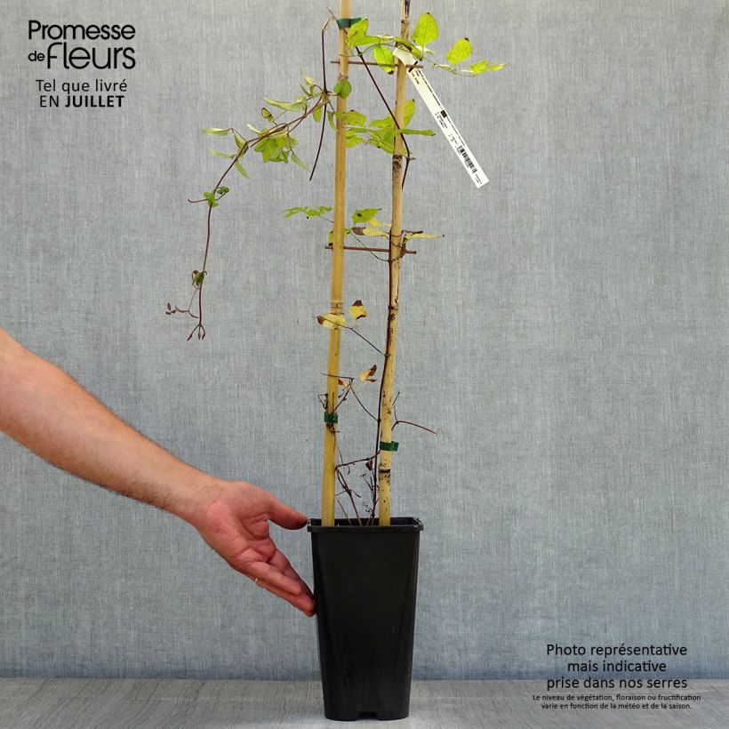 Exemplar von Clematis viticella John Howells - Waldrebe Topf mit 2L/3L wie im Sommer geliefert
