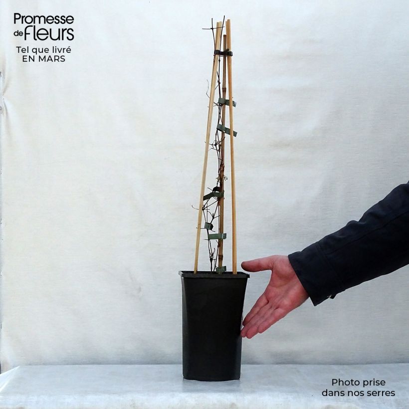 Exemplar von Clematis viticella Polish Spirit - Waldrebe Topf mit 1,5L/2L wie im Frühjahr geliefert