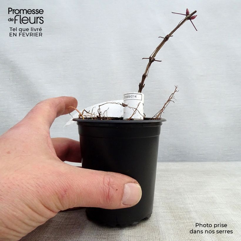 Exemplar von Clematis viticella Purpurea Plena Elegans - Waldrebe Kleine Töpfe von 8/9 cm wie im Winter geliefert