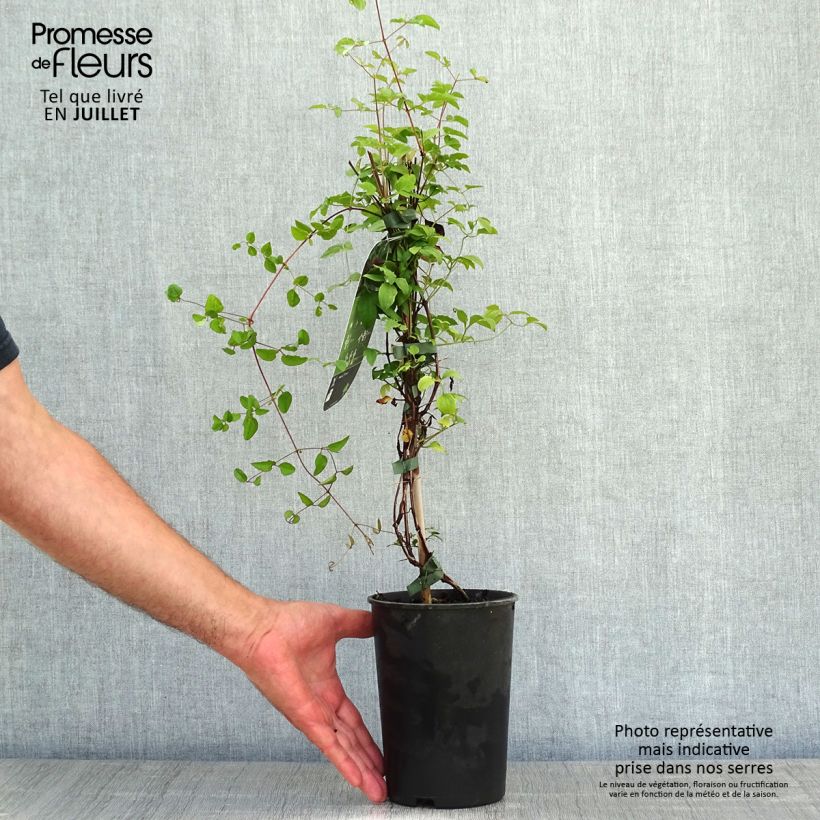 Exemplar von Clematis viticella Purpurea Plena Elegans - Waldrebe Topf mit 2L/3L wie im Sommer geliefert