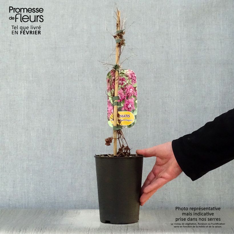 Exemplar von Clematis viticella Purpurea Plena Elegans - Waldrebe Topf mit 2L/3L wie im Winter geliefert