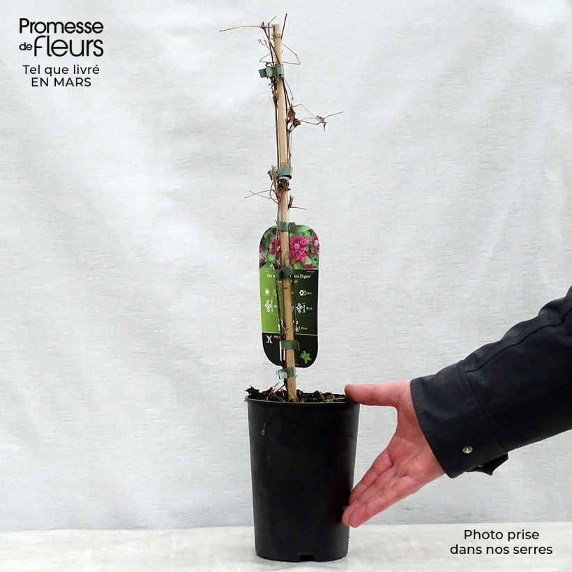 Exemplar von Clematis viticella Purpurea Plena Elegans - Waldrebe Topf mit 2L/3L wie im Frühjahr geliefert