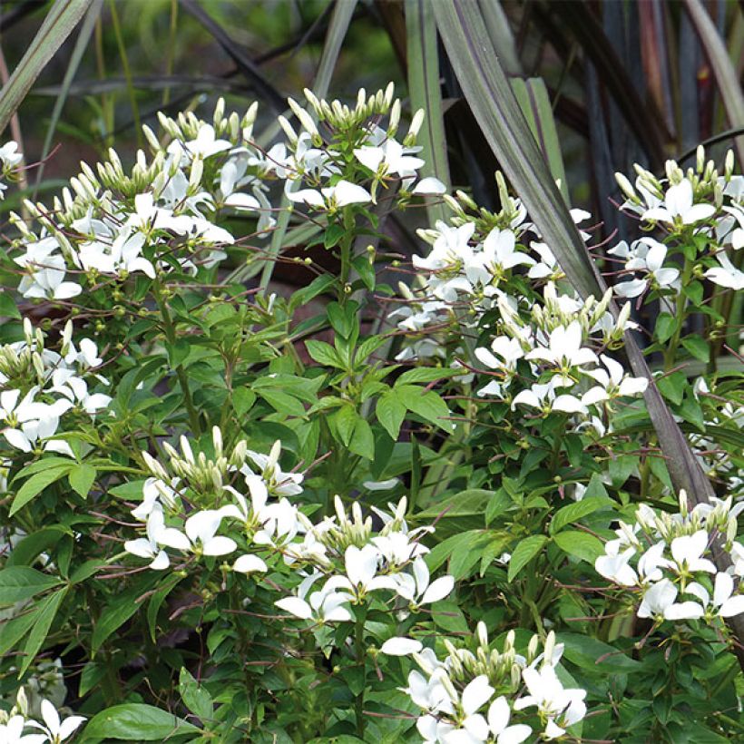 Spinnenpflanze Senorita Blanca - Cleome (Blüte)