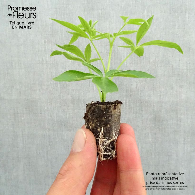 Exemplar von Spinnenpflanze Senorita Carolina - Cleome Mini-Plug Ø 3/4 cm wie im Frühjahr geliefert