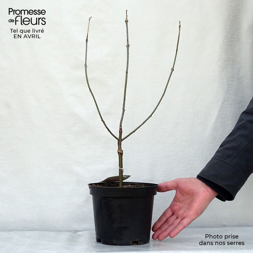 Exemplar von China Losbaum - Clerodendrum bungei Topf mit 2L/3L wie im Frühjahr geliefert