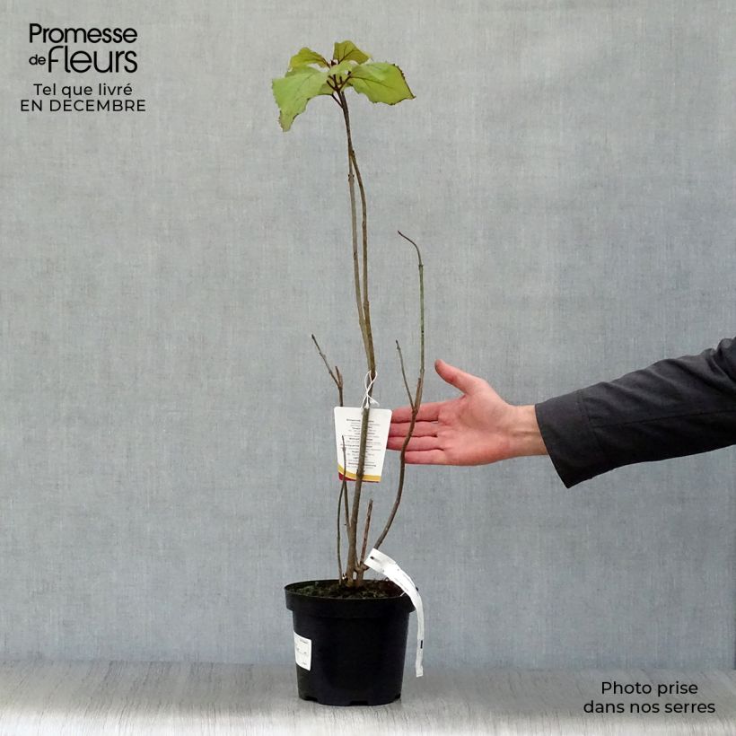 Exemplar von China Losbaum - Clerodendrum bungei Topf mit 2L/3L wie im Winter geliefert