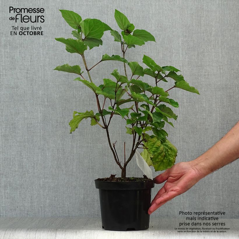 Exemplar von China Losbaum - Clerodendrum bungei Topf mit 2L/3L wie im Herbst geliefert