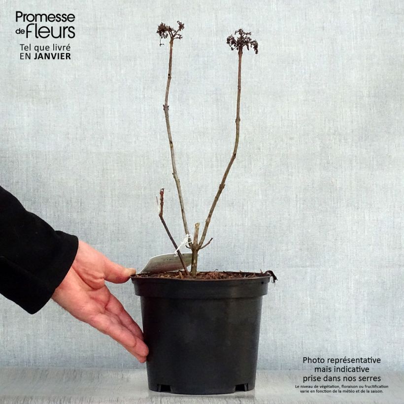 Exemplar von China Losbaum Pink Diamond - Clerodendrum bungei Topf mit 3L/4L wie im Winter geliefert