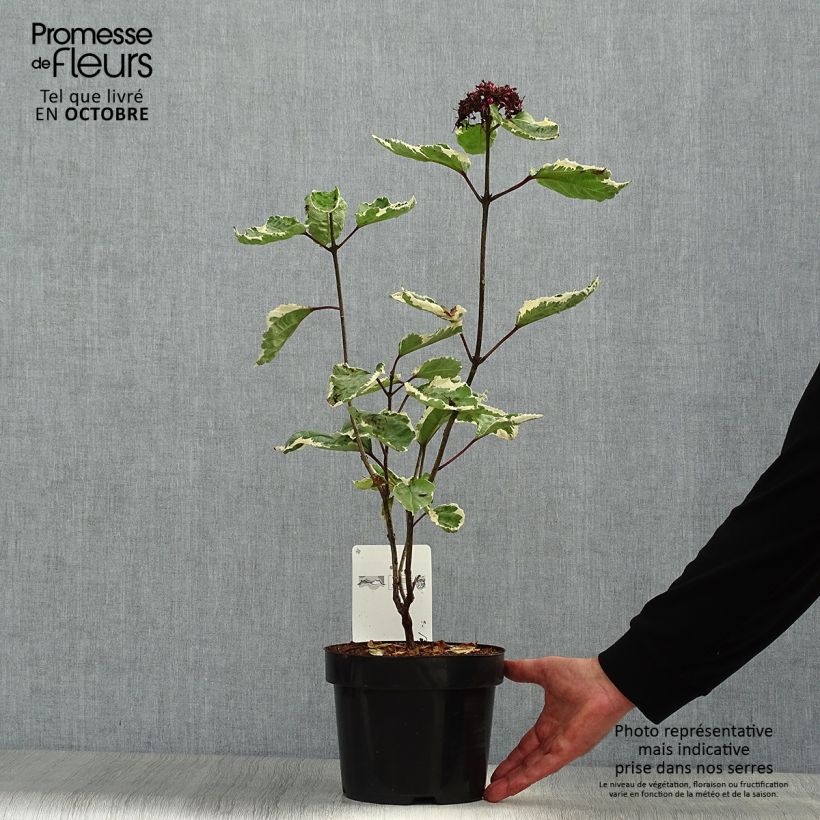 Exemplar von China Losbaum Pink Diamond - Clerodendrum bungei Topf mit 3L/4L wie im Herbst geliefert