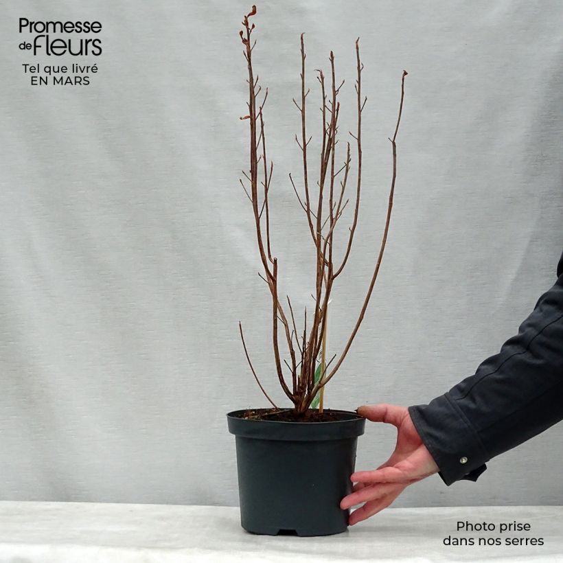 Exemplar von Clethra alnifolia - Scheineller Topf mit 3L/4L wie im Frühjahr geliefert