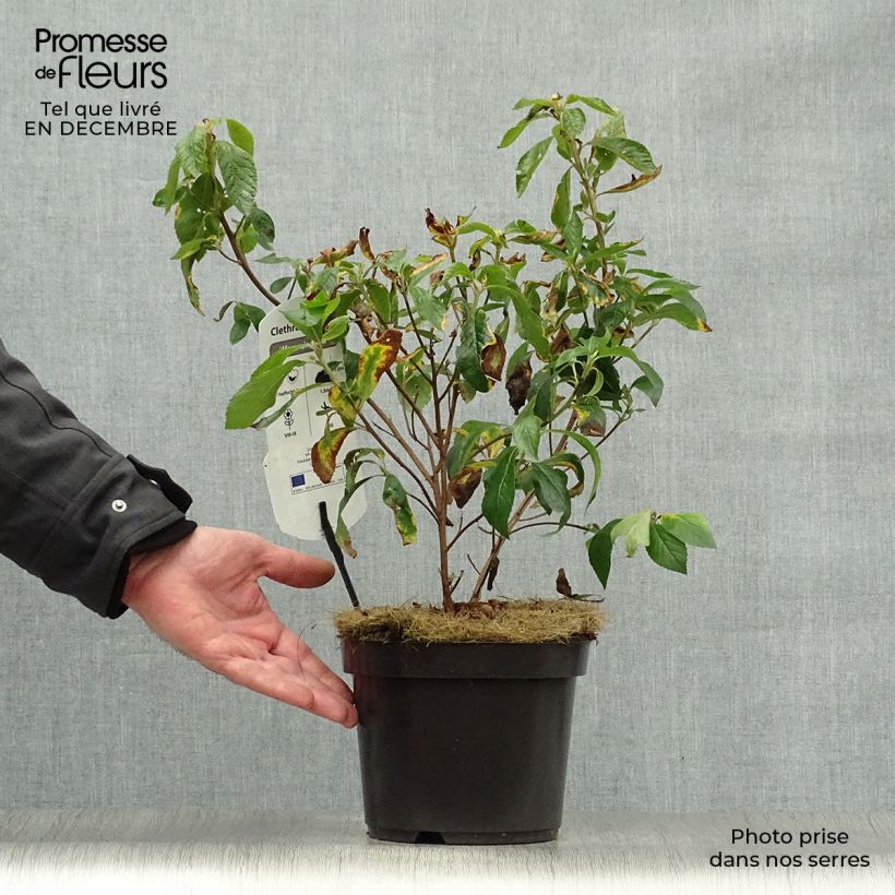 Exemplar von Clethra alnifolia Hummingbird - Scheineller Topf mit 3L/4L wie im Winter geliefert