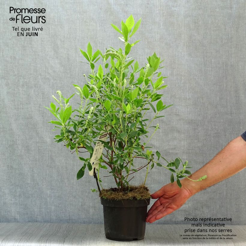 Exemplar von Clethra alnifolia Hummingbird - Scheineller Topf mit 3L/4L wie im Sommer geliefert