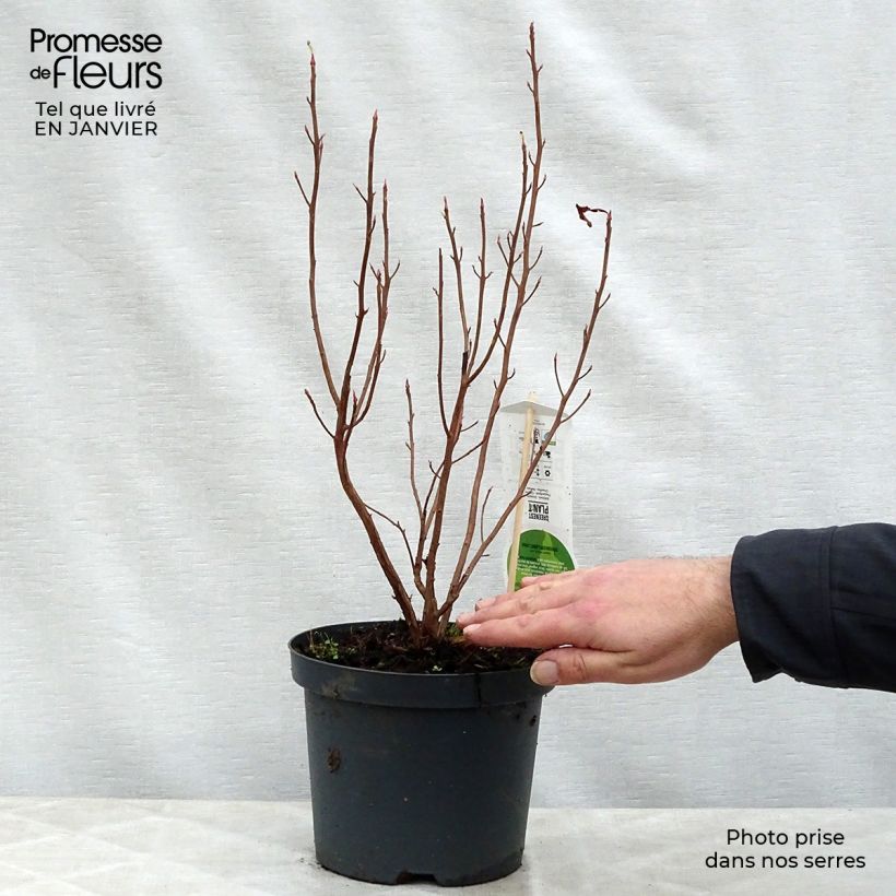 Exemplar von Clethra alnifolia Ruby Spice - Scheineller Topf mit 3L/4L wie im Winter geliefert