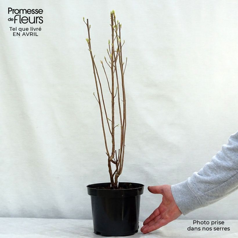 Exemplar von Clethra alnifolia Ruby Spice - Scheineller Topf mit 3L/4L wie im Frühjahr geliefert