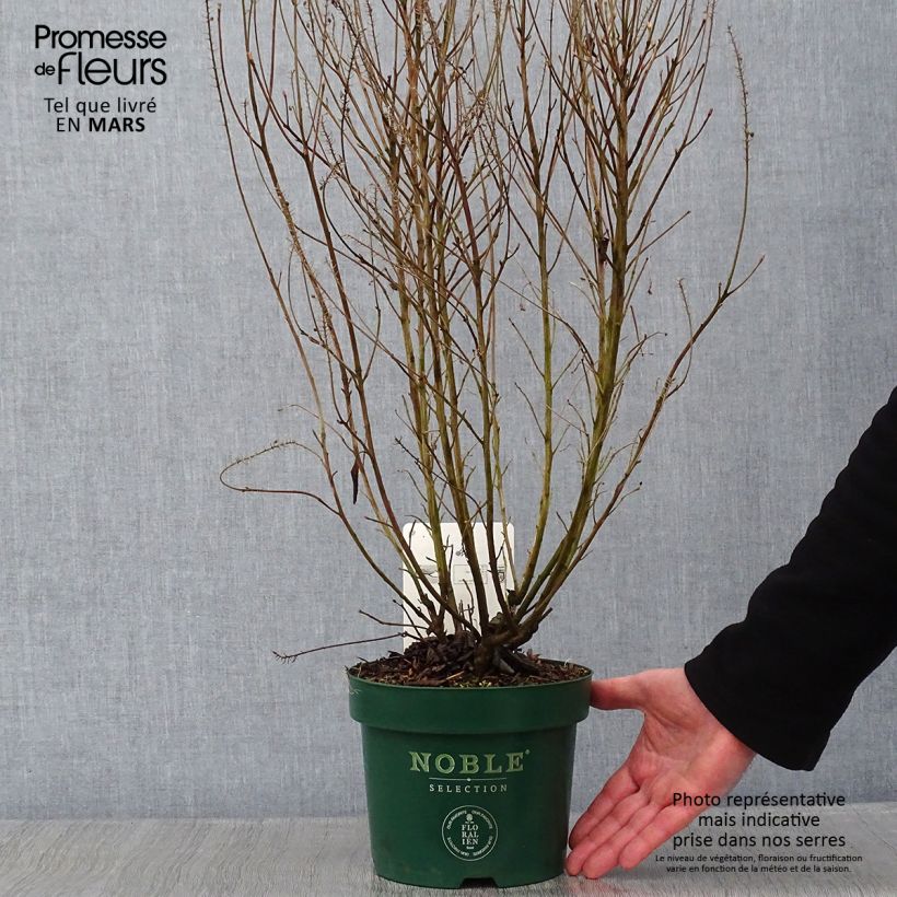 Exemplar von Clethra alnifolia Sixteen Candles - Scheineller Topf mit 2L/3L wie im Winter geliefert