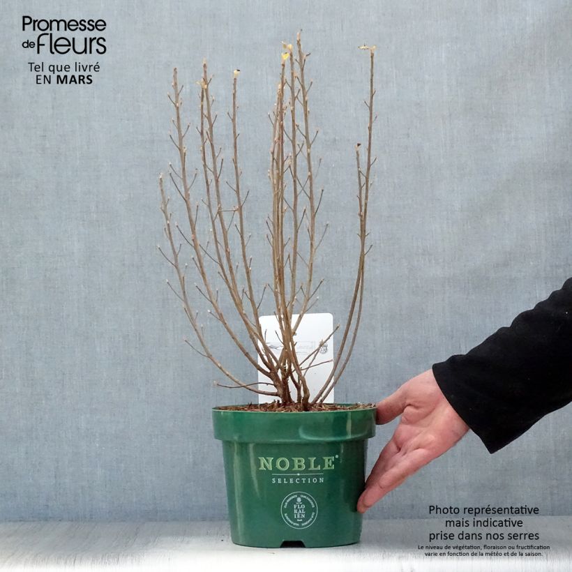 Exemplar von Clethra alnifolia Sixteen Candles - Scheineller Topf mit 2L/3L wie im Frühjahr geliefert