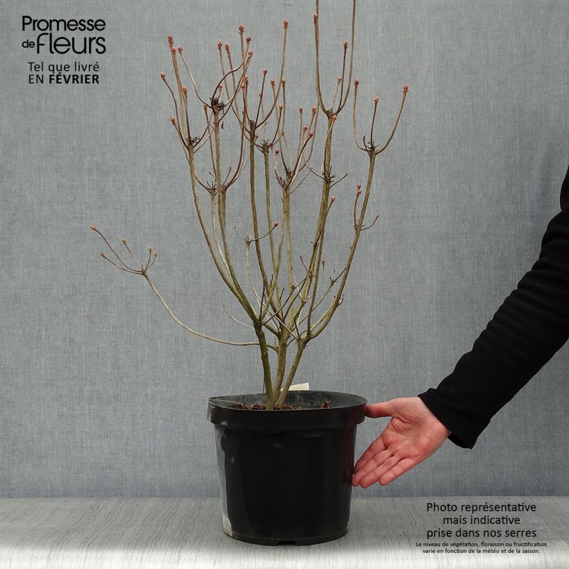 Exemplar von Clethra alnifolia Sixteen Candles - Scheineller Topf mit 7,5L/10L wie im Winter geliefert