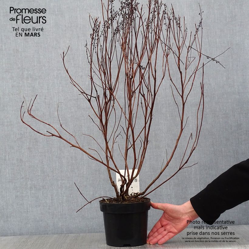 Exemplar von Clethra alnifolia Vanilla Spice - Scheineller Topf mit 2L/3L wie im Winter geliefert