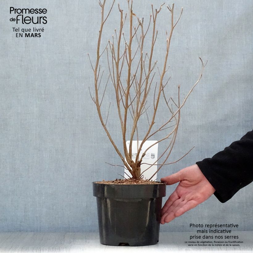 Exemplar von Clethra alnifolia Vanilla Spice - Scheineller Topf mit 2L/3L wie im Frühjahr geliefert