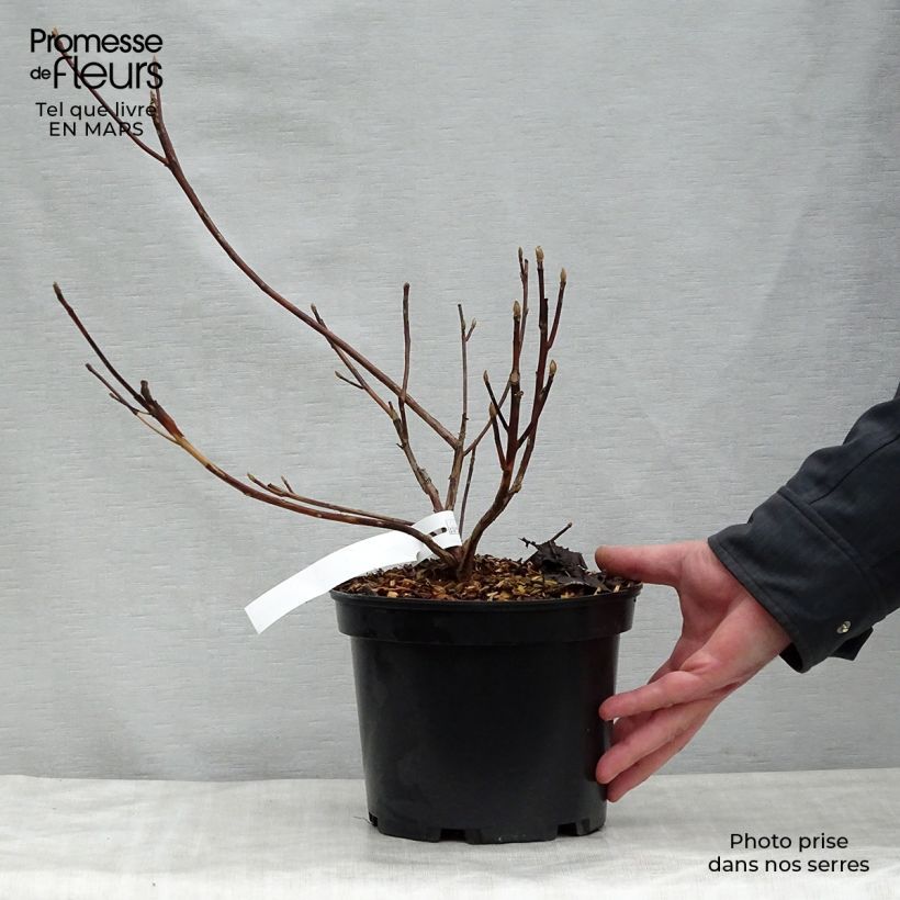 Exemplar von Clethra barbinervis Great Star Minbarb - Scheineller Topf mit 4L/5L wie im Frühjahr geliefert