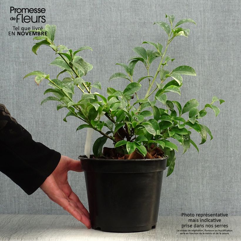 Exemplar von Cleyera japonica - Sperrstrauch Topf mit 4L/5L wie im Herbst geliefert