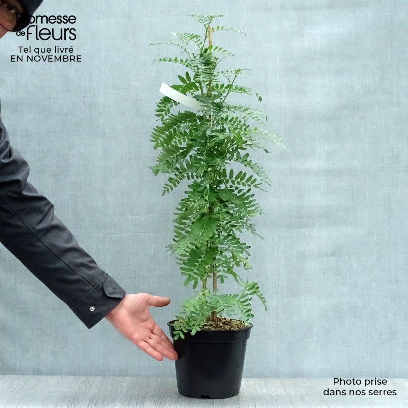 Exemplar von Clianthus puniceus Flamingo - Ruhmesblume Topf mit 3L/4L wie im Herbst geliefert