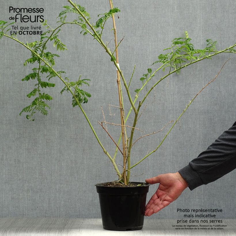 Exemplar von Clianthus puniceus Kaka King - Ruhmesblume Topf mit 4L/5L wie im Herbst geliefert